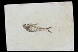 Diplomystus Fossil Fish - Wyoming #101206-1